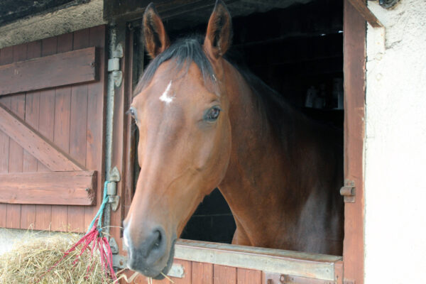 follifoot-riding-centre-A--003